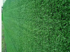 人造仿真草坪地毯婚礼户外绿色草坪运动幼儿园草坪人工假草皮围挡图1